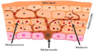 The Alabaster Protocol: A Deep Dive into Total Skin Depigmentation ...