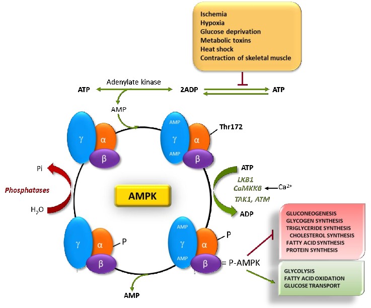 What Is AMPK? The Cellular Energy Sensor That Activates Your Longevity ...