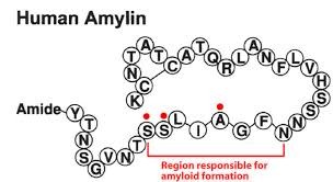 What Is Amylin? The Overlooked Satiety Hormone | UnBedsideManners