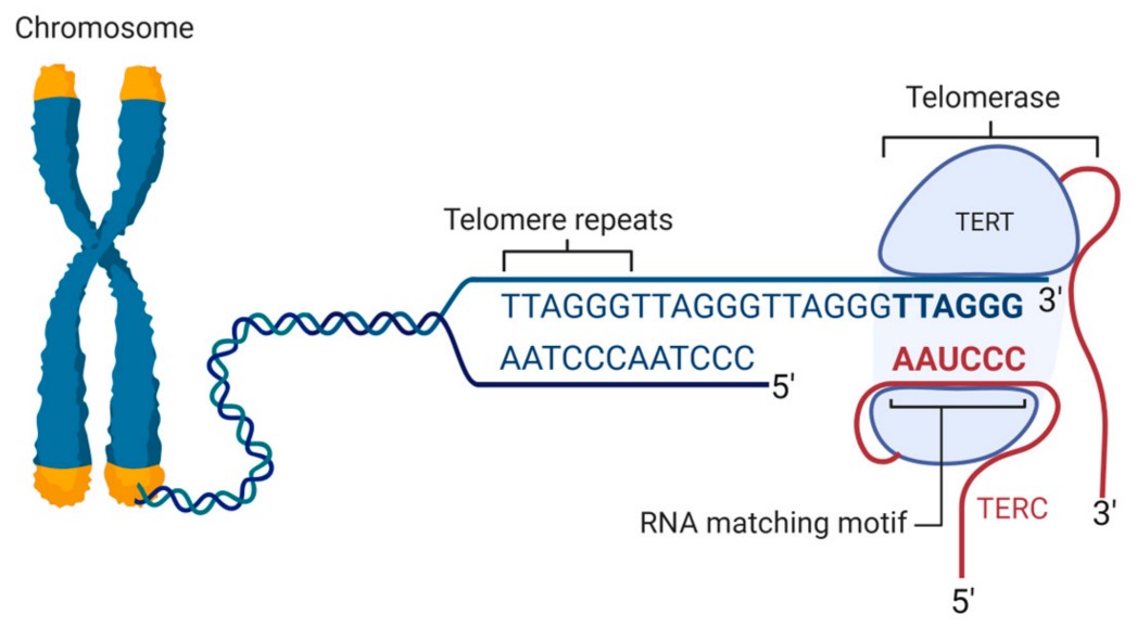 Epithalon: The Russian Longevity Peptide That Targets the Aging Clock ...