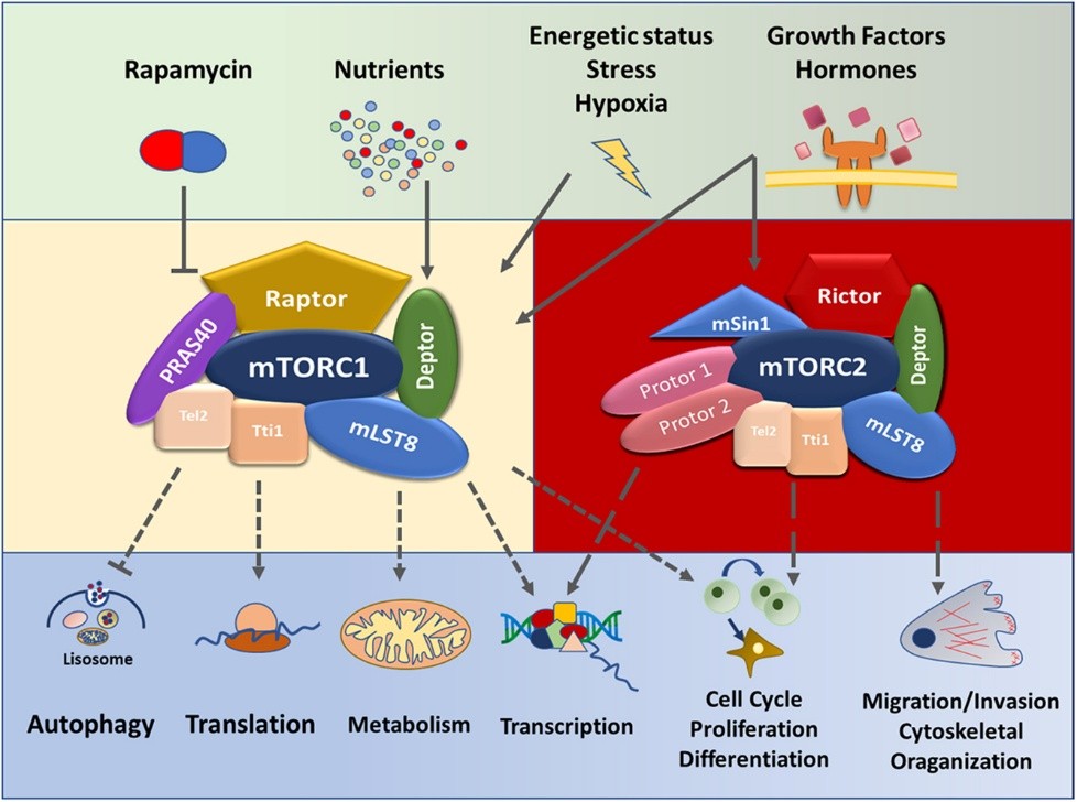 What Is mTOR? The Master Growth Regulator | UnBedsideManners
